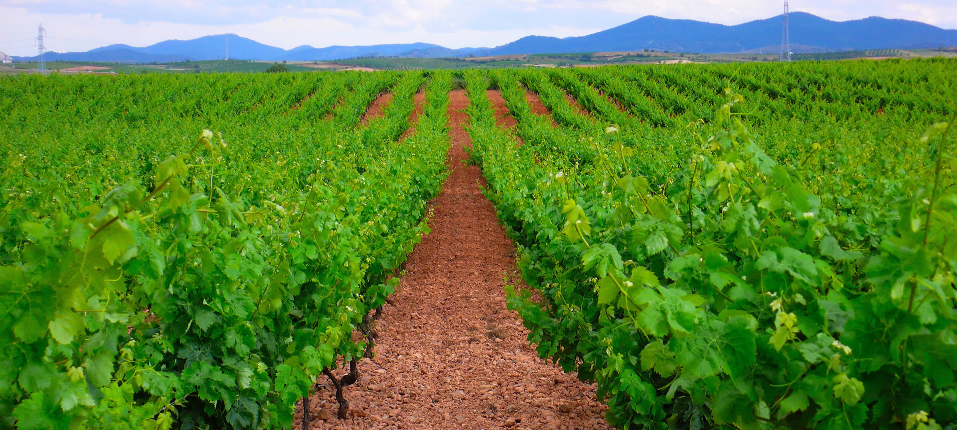 Fiesta de la Vendimia de Cariñena